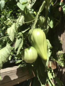 Beefsteak tomato plant