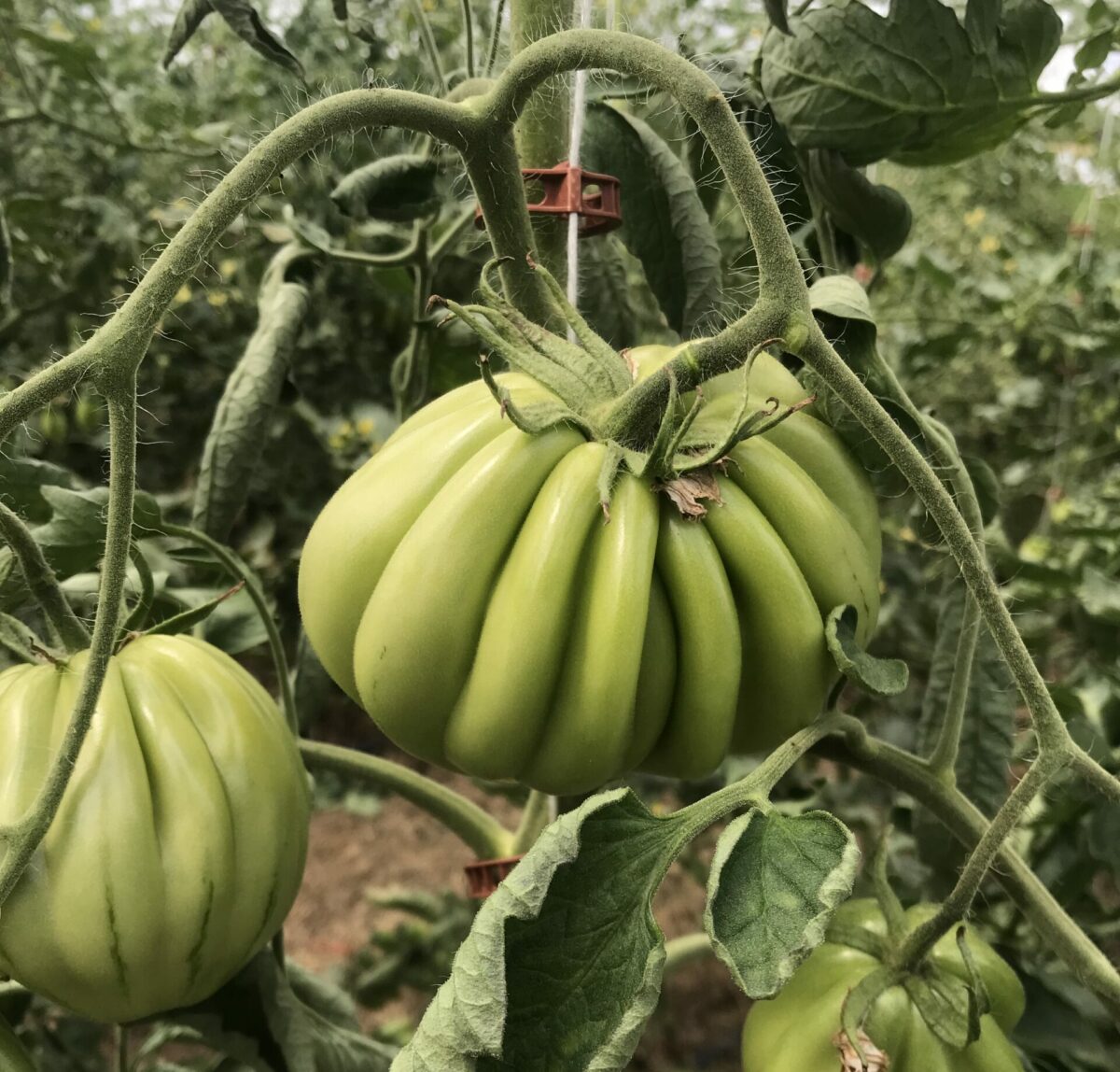 Beefsteak tomato plant