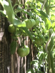 Green Zebra tomato plant