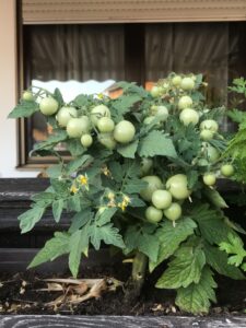 Aztek tomato plant