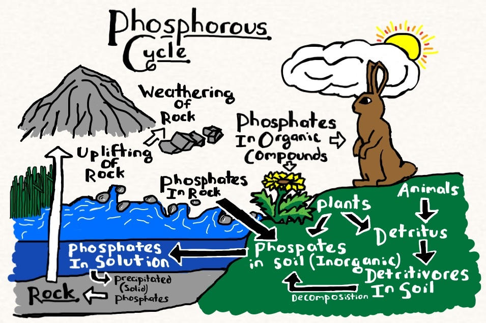 Phosphorus cycle drawing